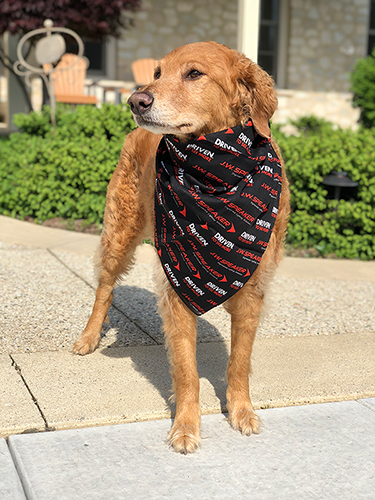 Tim Speaker's dog named Willie with a JW Speaker bandana tied around his neck